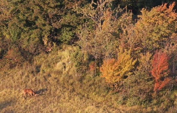 PASSIONE PER IL CERVO